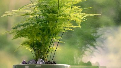 What to Do With an Asparagus Fern in February – To Stop the Shedding, Start New Growth, and Boost Air Quality