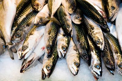 Major UK supermarket to stop selling mackerel in coming weeks