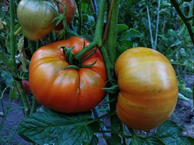 This Backyard Weed Is Hosting a Virus That’s Killing Tomato Plants