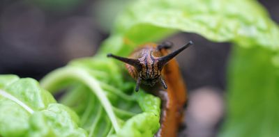 Will 2026 be another slugageddon?