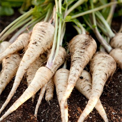 When to sow parsnips – make the most of this week’s warmer weather to get the vegetables off to a strong start