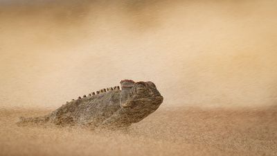 DSLR camera shot of chameleon navigating a sandstorm in Earth's most extreme environment wins top photo honor