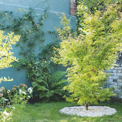 Garden experts are urging gardeners to get this important pruning job done before this weekend – or risk an unlimited fine