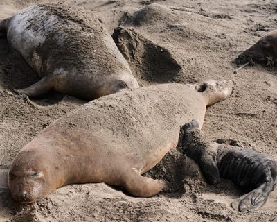 Bird flu kills dozens of elephant seal pups at California state park
