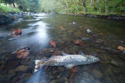 Judge sides with salmon against Trump administration in hydropower ruling
