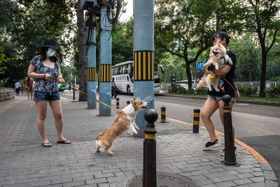 Complaints of dog mess and bad behaviour – but nearly all dog owners claim they are responsible