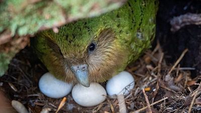 ‘It’s a real New Zealand duty to save these birds’: Berry harvest brings hope for beloved kakapo