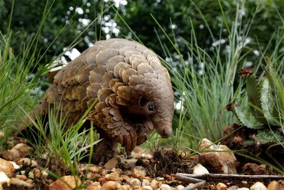 Woman investigated after police seize suitcase containing 15 dead pangolins at Madrid airport