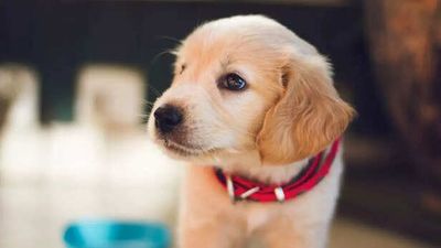 Are Indian pet parents overspending on luxury for dogs?
