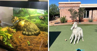 These 60 Animal Pics Are The Mood Boost We All Needed Today