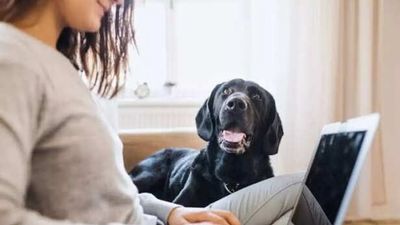 Are working professionals neglecting their pets unknowingly?