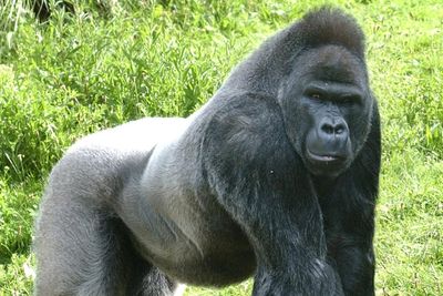 Beloved zoo gorilla dies just days after being moved to new home