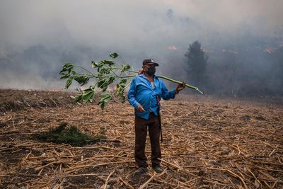 How brutal wildfires, violent rivalries and controversial reforestation are transforming rural Mexico