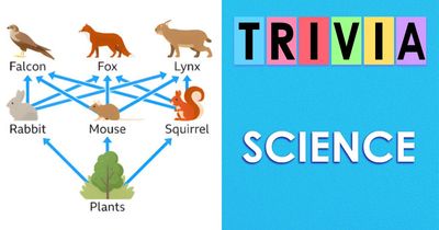 Non-Brits Struggle With These 28 UK School Science Questions: Test Yourself