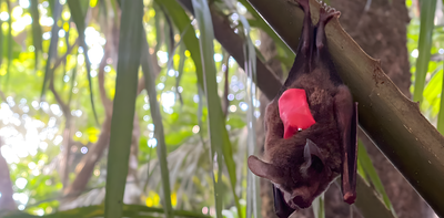 Tiny recording backpacks reveal bats’ surprising hunting strategy