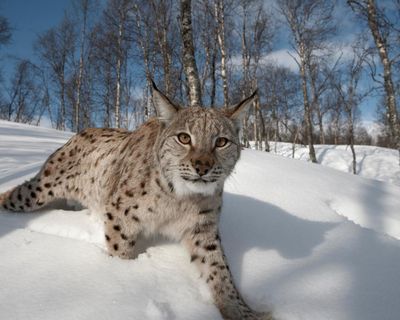 Lynx could return to Scotland – but can rewilders win over wary Highlanders?