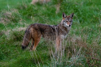 The Garden Feature That Attracts Coyotes to Suburban Backyards