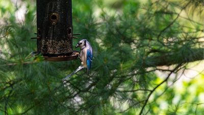 Birds Aren’t Stopping in Your Yard Because Your Feeder Is In the Wrong Place – a Wildlife Expert Reveals Where to Place It Instead