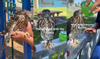 Viral Mistreatment of Protected Hawk Lands Man in Jail — Advocates Call for Education