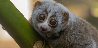 Freeing poached wildlife ‘safely’ is a dangerous myth – new study