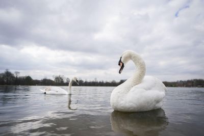 Death of dozens of swans in Docklands was due to bird flu