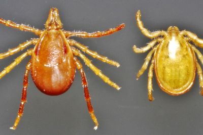 Teenager’s death linked to tick-induced red meat allergy
