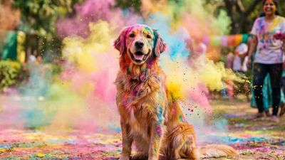 Why Holi Is A Time To Pay Extra Attention To Your Pet’s Health