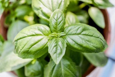 8 Plants That Act As Natural Pest Deterrents