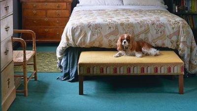 I Love My Dogs, But I Never Let Them in the Bed – And Sleep Scientists Say I’m Right