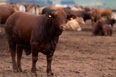 South Africa starts mass cattle vaccination program to halt foot-and-mouth outbreak