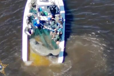 Injured mother manatee and calf are rescued in Florida and taken to SeaWorld