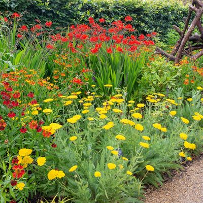 Hot borders is the planting trend that will fill your garden with bold colour this summer – your garden will look sunny even when the sky is grey