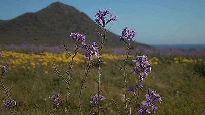 ‘A celebration for the bugs’: Flowers burst into colour after southern Spain’s record rainfall