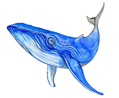 Are blue whales blue, and what is the most common animal? The kids’ quiz