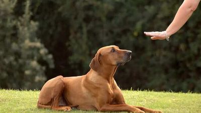 Training Your Pet? Here’s What Every Pet Parent Must Remember