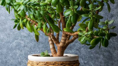 What to Do With a Jade Plant in February – Prep It Now to Reward You With Lush, Strong Growth in Spring