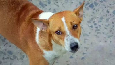 Why Indie Dogs Are More Emotionally Intelligent Than You Think