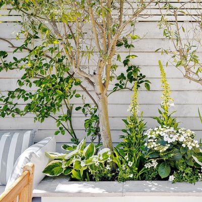 5 bedding plants to plant now to give your garden an instant pop of colour, according to garden experts