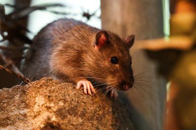 ‘If it’s cold, they stop mating’: New York City rat population may be on the decline