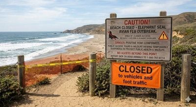 California Beach Alert: Avian Flu Outbreak Confirmed in Elephant Seals as Officials Close Public Access