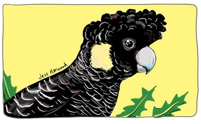 A scorching summer has left Australian wildlife on the brink, but it doesn’t have to be this way