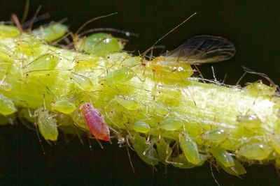 Experts Predict a Massive Aphid Explosion This Spring — Here’s Why