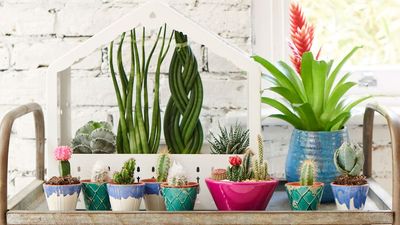 IKEA’s Charming Mini Greenhouse Was the Missing Piece in My Indoor Garden –So I Bought One for Every Room