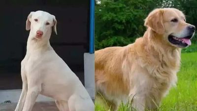 Why Indie Dogs Are Emotionally Stronger Than Foreign Breeds