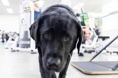 Canine carer: how guide dog school dropout Marcus came to comfort cancer patients for a living