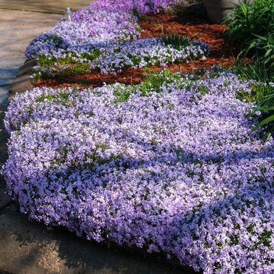 I'm beating weeds to it by adding this flowering ground cover plant to my borders now – experts say it's so effective at stopping them in their tracks