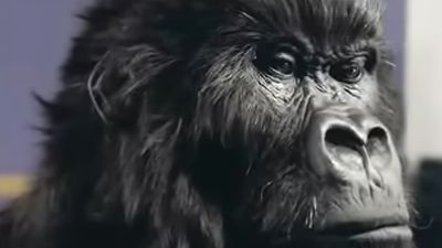 “They got me a drum instructor. When I heard that the song (for the advert) was going to be In The Air Tonight, I was just like ‘this is amazing’”: The man inside the gorilla suit for the In The Air Tonight Cadburys ad remembers his “dream job”