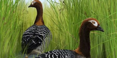 Meet the ‘Old Mother Goose’ from NZ’s subtropical prehistoric past