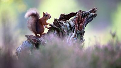 From garden squirrels to global prizes: Give your kids a masterclass in nature photography at the NEC