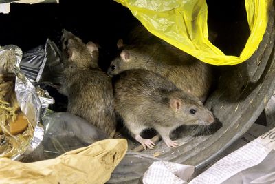Rat warning as UK homes see huge increase in rodent activity